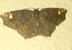 Anisoperas tessellata