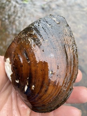 Ellipsaria lineolata