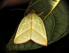 Hylophilodes tsukusensis