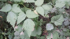 Rubus spectabilis spectabilis