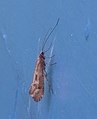 Glyphopsyche irrorata