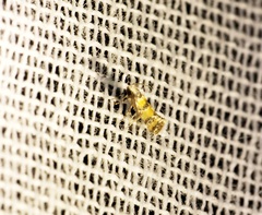 Promalactis lobatifera