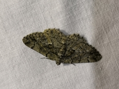 Peribatodes ilicaria