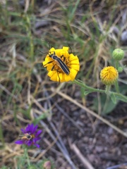 Chauliognathus opacus