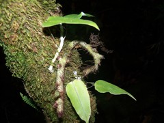 Serpocaulon levigatum