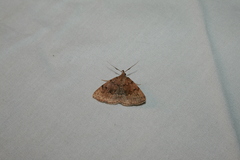 Zanclognatha dentata