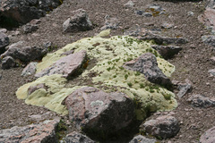 Azorella compacta