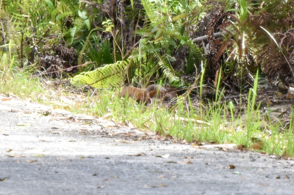 Collared Mongoose