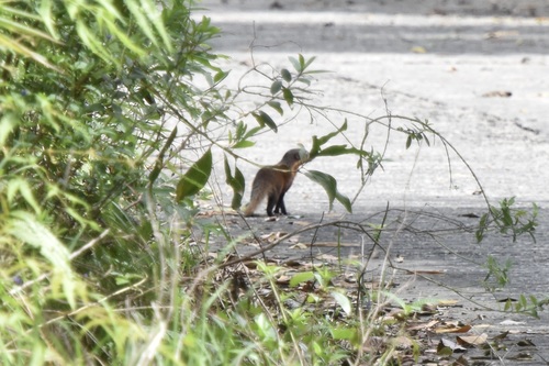 Collared Mongoose