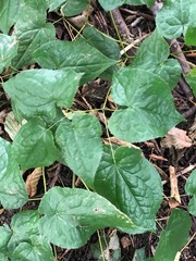 Epimedium × rubrum