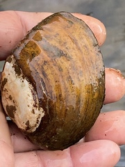 Ellipsaria lineolata