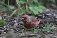 Cardinalis cardinalis