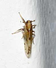 Peregrinus maidis