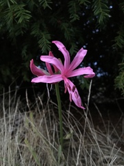 Lycoris squamigera