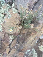 Perityle coronopifolia