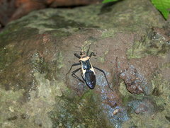 Zelurus circumcinctus