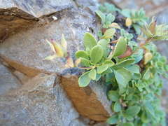 Penstemon davidsonii