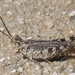 Longhorn Band-wing Grasshopper - Photo (c) Joe MDO, some rights reserved (CC BY-NC), uploaded by Joe MDO