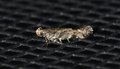 Aristotelia rubidella