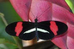 Heliconius melpomene rosina