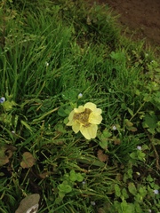 Tigridia philippiana