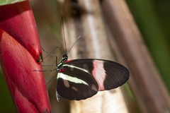 Heliconius melpomene rosina