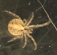 Theridion murarium