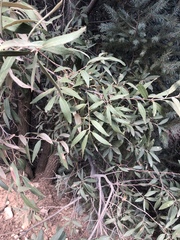 Quercus hypoleucoides