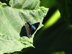Diaethria anna