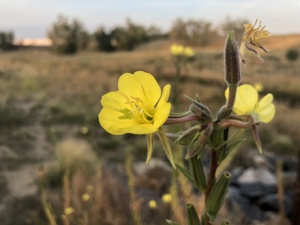 common-evening-primrose-from-central-park-denver-co-us-on-september