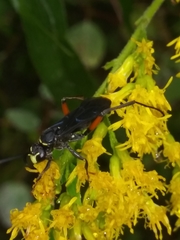 Ceropales bipunctata