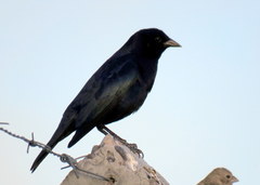 Molothrus bonariensis