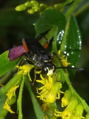 Ceropales bipunctata