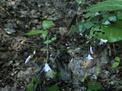 Hylodesmum