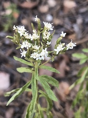 Stevia serrata