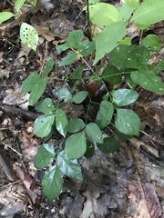 Hylodesmum