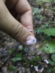 Hylodesmum