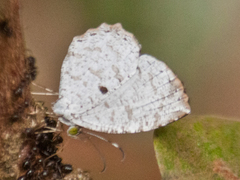 Allotinus substrigosus