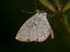 Allotinus substrigosus