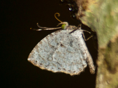 Allotinus substrigosus