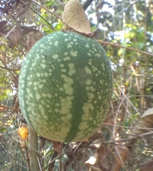 Passiflora miniata