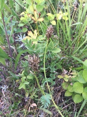 Astragalus laxmannii robustior