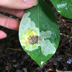 Leucanthiza dircella