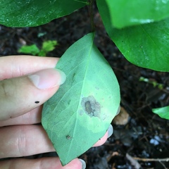 Leucanthiza dircella