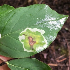 Leucanthiza dircella