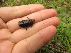 Ancognatha ustulata