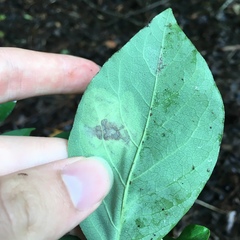 Leucanthiza dircella