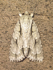 Acronicta texana
