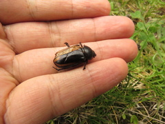Ancognatha ustulata
