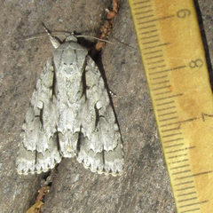 Acronicta texana